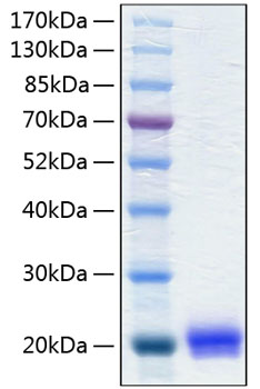 Recombinant human il-1 alpha/il1a/i l1f1 protein 50 µg