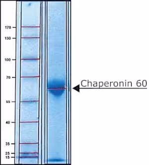 Chaperonin 60 from escherichia coli 1 mg