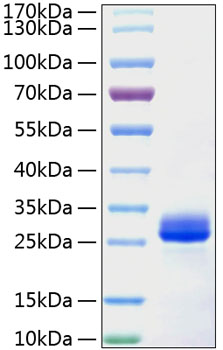 Recombinant mouse vegf 164 protein 100 µg