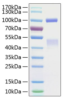 Recombinant human hgf r/c-met prote in 50 µg