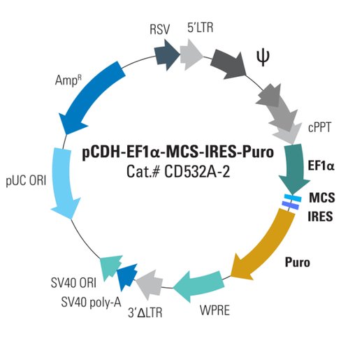 Pcdh -ef1-mcs-ires-puro cdna cloning and expression vector 10 µg