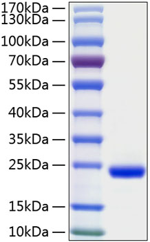 Recombinant human il-28a/il28a pro tein 10 µg