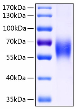 Recombinant human cd48/slamf2/bcm1 protein 50 µg