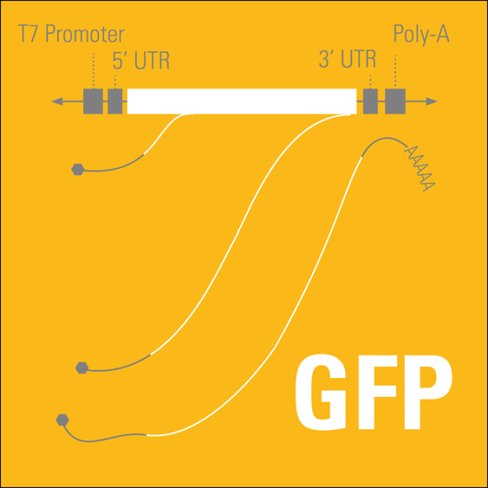 Transfection-ready mrnaexpress positive control gfp mrna 20 µg