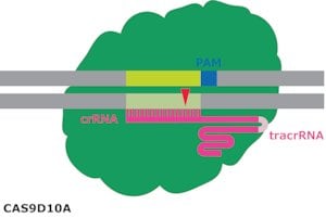 Cas9-d10a nickase protein from strepto 250 µg
