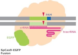 Cas9-gfp protein from streptococcus pyo 50 µg