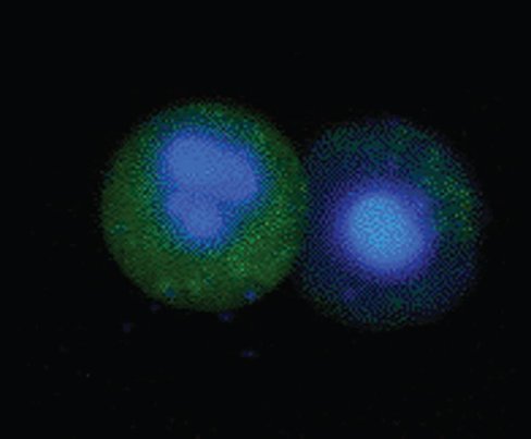 Fam flica caspase-3/7 kit 25 pcs