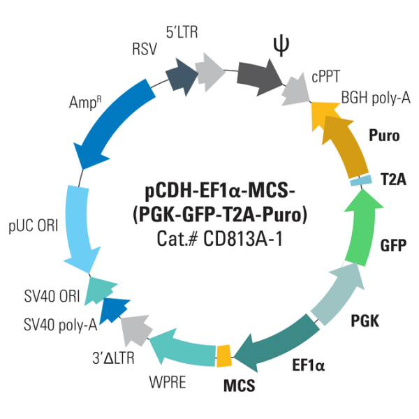 Pcdh -ef1-mcs-(pgk-gfp-t2a-puro) cloning and expression vector 10 µg 10 µg