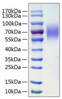 Recombinant human lamp1 protein 50 µg