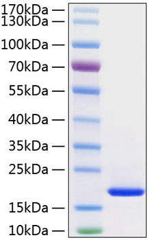 Recombinant human fgf acidic/fgf1 protein 100 µg