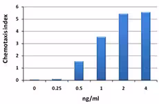 Recombinant Mouse CCL4 (MIP-1béta) (carrier-free) 10 µg