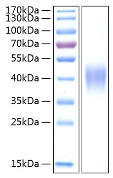 Recombinant human tnfr2 protein 100 µg
