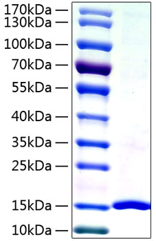 Recombinant human lgals7 protein (g al7, lgals7a) p47929 1000 µg