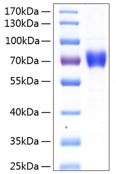 Recombinant human il12a/nksf1 prote in 20 µg