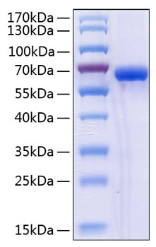 Recombinant human ulbp2 protein 10 µg