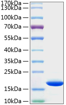 Recombinant human ppib protein (cyp -s1, cypb, hel-s-39, oi9, scylp) p23284 1000 µg