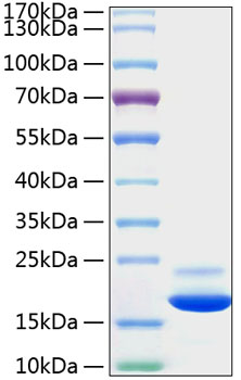 Recombinant mouse tnf-alpha protein 50 µg