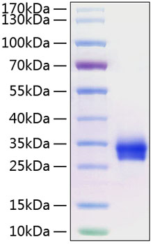 Recombinant human cd40/tnfrsf5 prot ein 50 µg