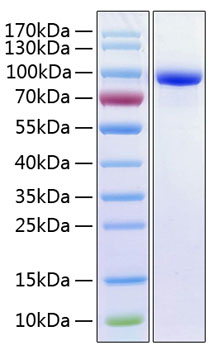 Recombinant human mpo protein 50 µg
