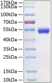 Recombinant human cd5 protein 50 µg
