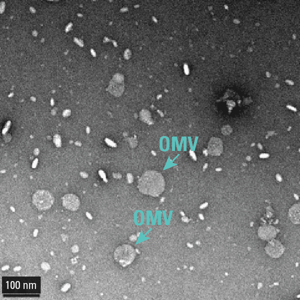 Exobacteria omv isolation kit20 rxns 20 réactions(s)