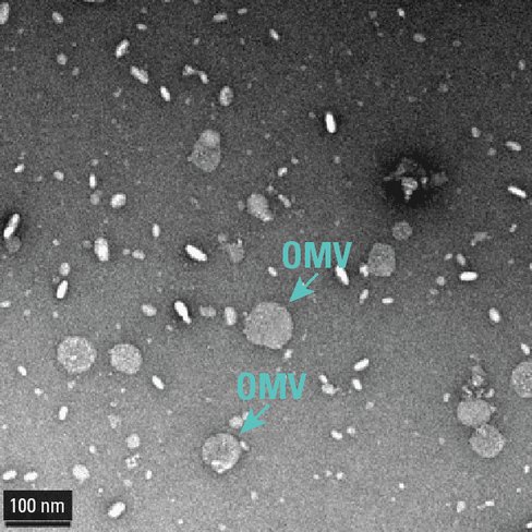 Exobacteria omv isolation kit20 rxns 20 réactions(s)