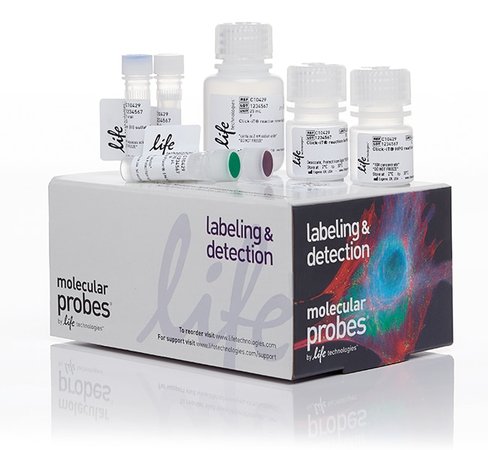 Click-it hpg alexa fluor 594 protein synthesis assay kit-1 kit