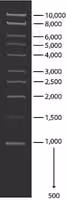 1 kb DNA Ladder for DNA electrophoresis, 1 vial