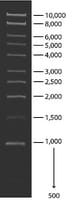 1 kb DNA Ladder for DNA electrophoresis, 1 vial