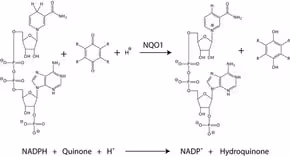 Dt diaphorase (nqo1) human lyophilized 1 mg