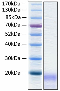Recombinant human ceacam3/cd66d pro tein 100 µg