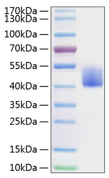 Recombinant mouse pd-l1/b7-h1 prote in 500 µg