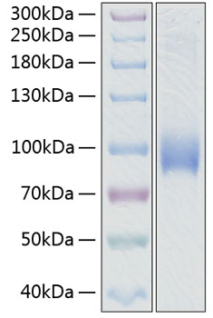 Recombinant human l-selectin/cd62l protein 50 µg