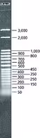Directload 50 bp dna step ladder r 1 VL