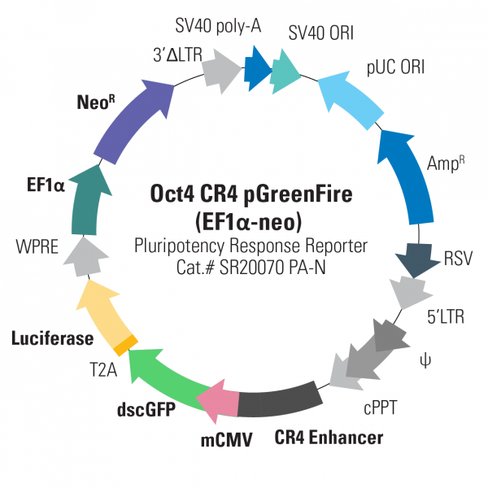 Oct4 cr4-pgreenfire response reporter (with ef1-neo) 10 µg