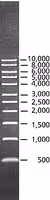 Directload 1 kb dna ladder ready-t 1 VL
