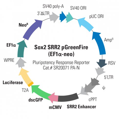 Sox2 srr2-pgreenfire response reporter (with ef1-neo) 10 µg