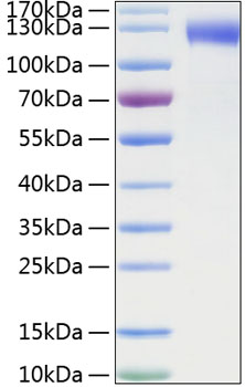 Recombinant mouse e-selectin/cd62e protein 50 µg