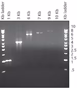 JumpStart Taq DNA Polymerase with MgCl2, 250 units