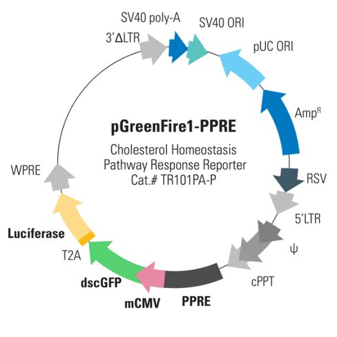 Pgreenfire1-ppre (hepg2 cell line)sup 2,10^6 ifus