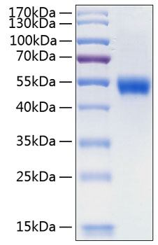 Recombinant human lumican/lum prote in 10 µg