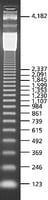 123 bp DNA Ladder for DNA electrophoresis, 0,1 mg