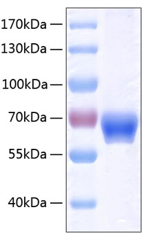 Recombinant human ephrin-b1 protein 20 µg