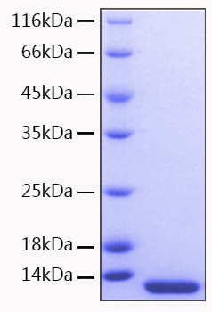 Recombinant human mcp-3/ccl7 protei n 20 µg