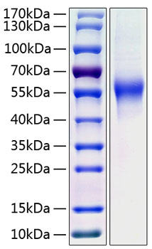 Recombinant human cd46 protein 20 µg