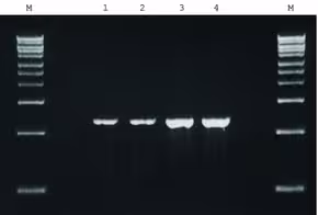 Redtaq genomic dna polymerase without mg b250 U