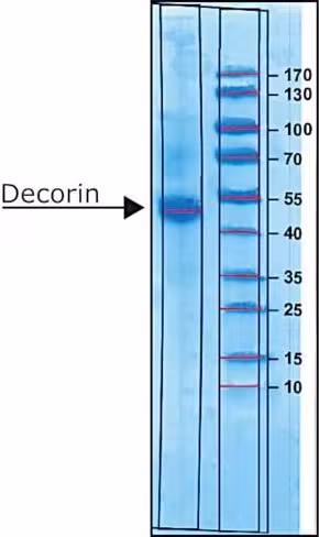 Decorin from bovine articular cartilage 0,5 mg