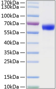 Recombinant mouse tnfr1/cd120a/tnfr sf1a protein 20 µg
