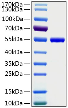 Recombinant human cd4 protein 50 µg