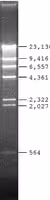 Lambda dna hind iii digest for dna ele 20 µg